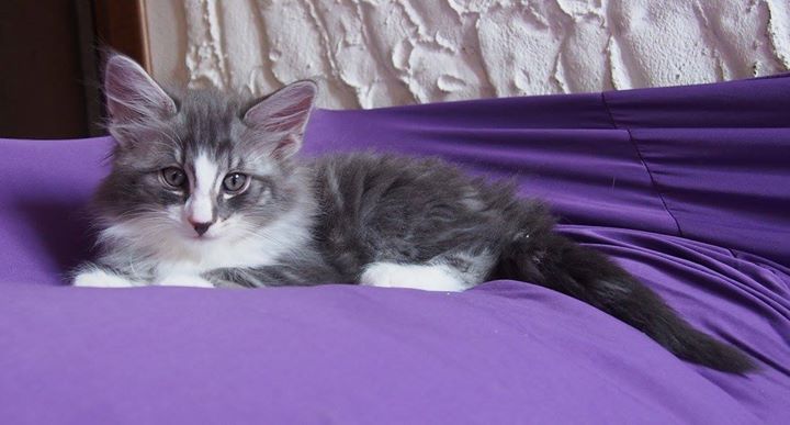 8,2 weeks old