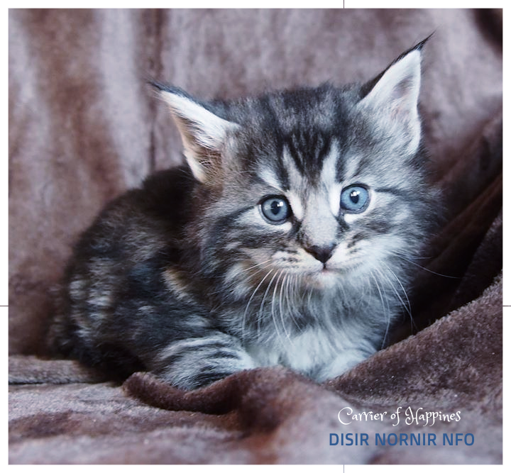 5 settimane - 5 weeks old