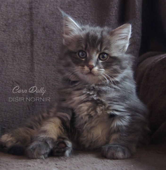 7 weeks old