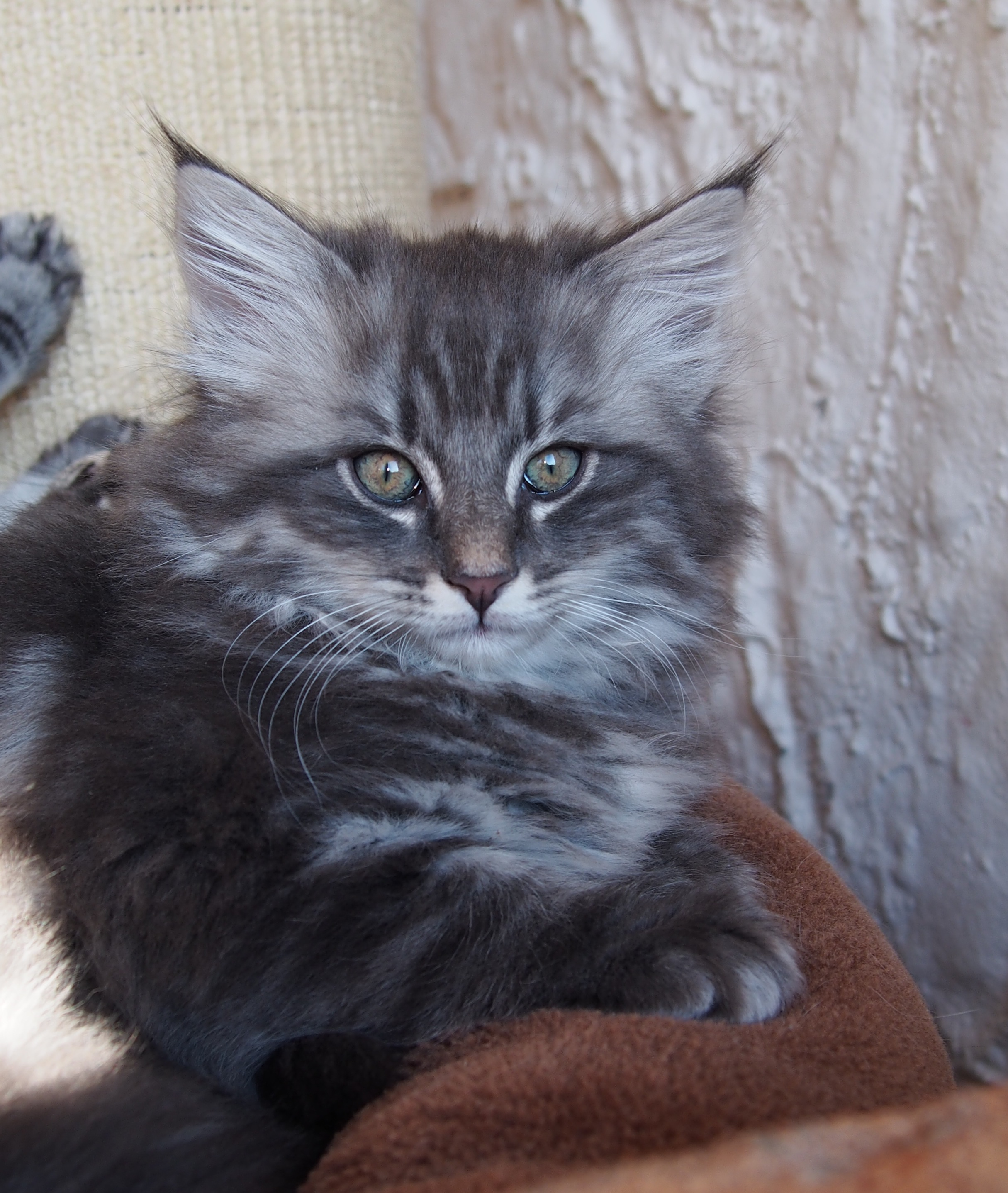 9 weeks old