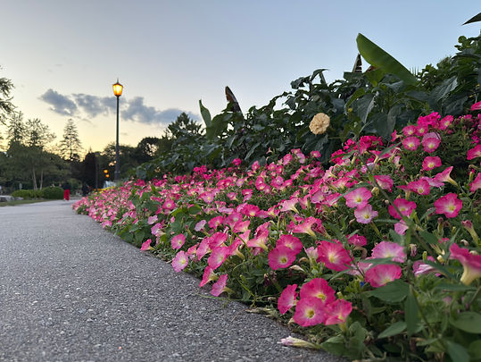 Oakville Photography