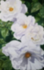 Hedge Roses