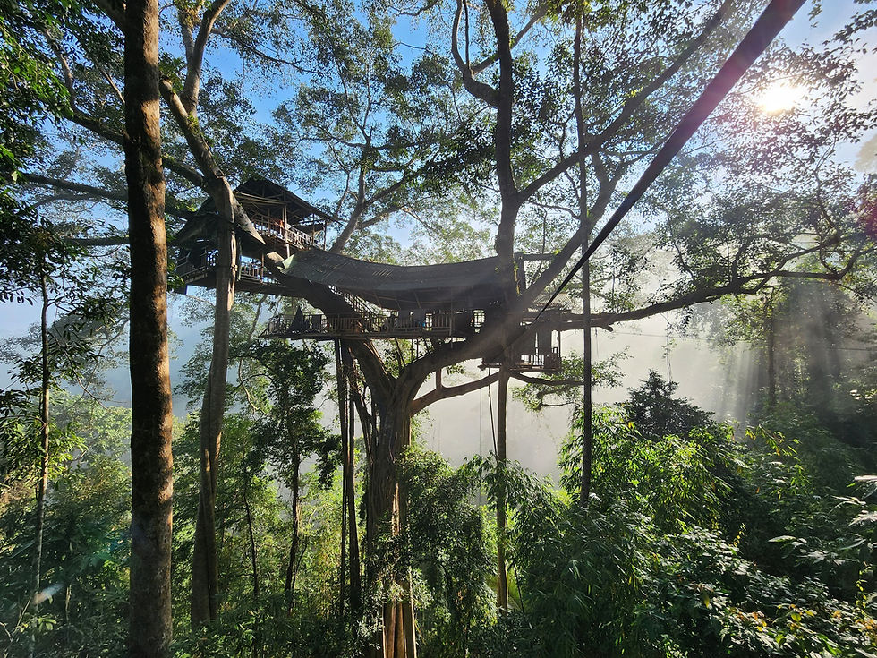 Attrazioni Gibbon Experience