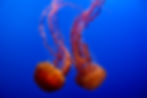 2 Jellyfish
