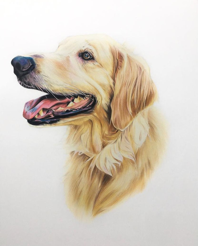 Pet Portrait Gift Voucher