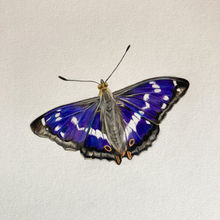 Purple Emperor Butterfly
