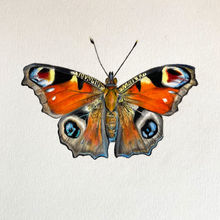 Peacock Butterfly