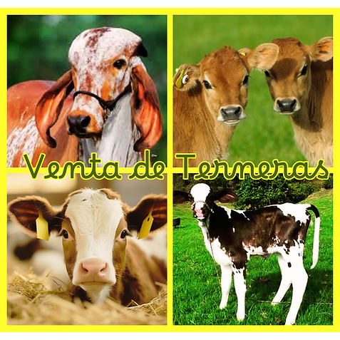 venta de Ejemplares.png