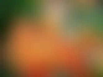 https://catchfoundation.in/blogs/the-ashoka-tree-india-s-sacred-symbol-of-hope-and-healing