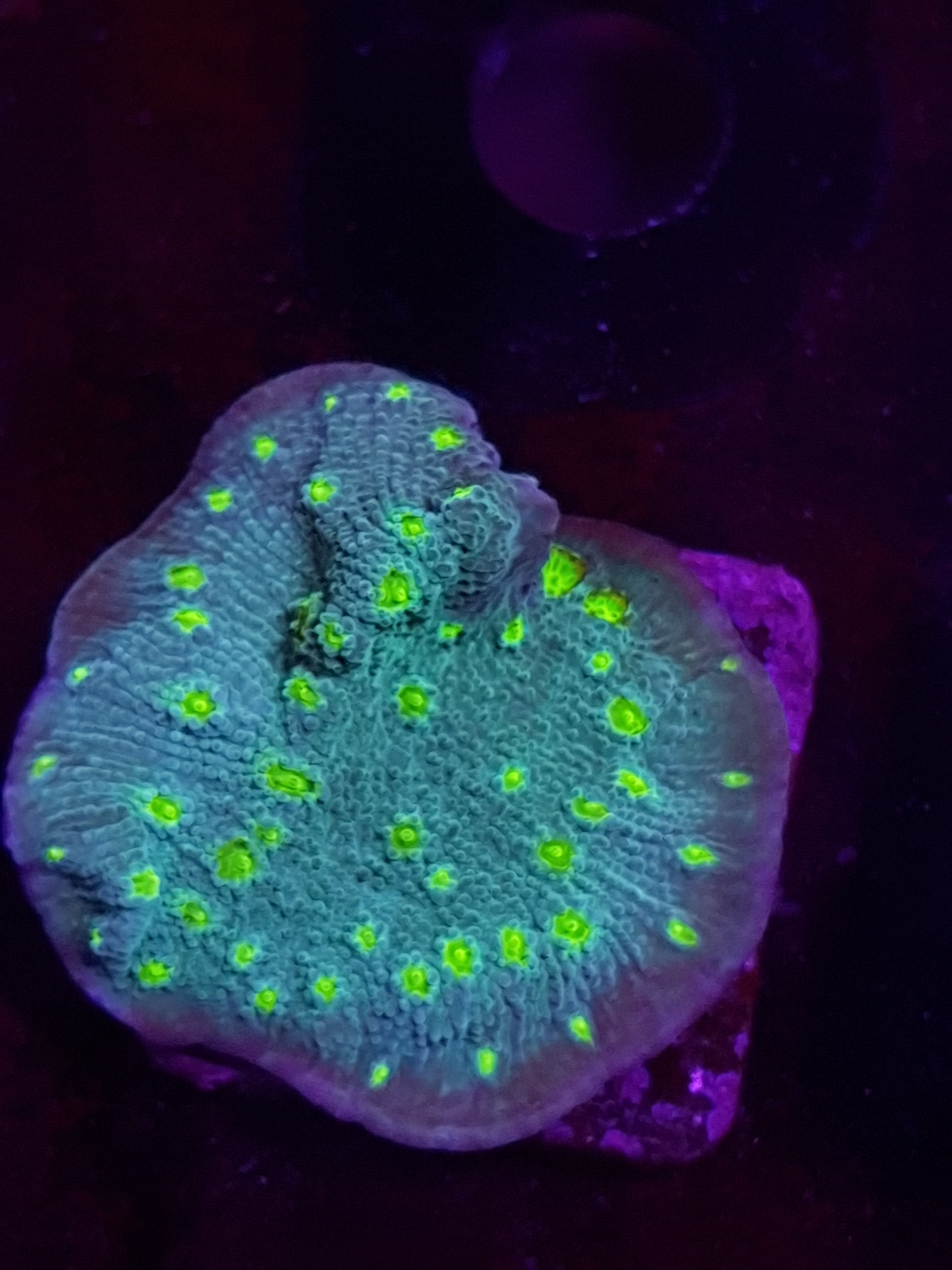 HOLLYWOOD STUNNER ECHINOPORA (LPS)