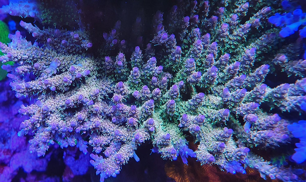 COCO’S HAIRY PINKY (SPS)