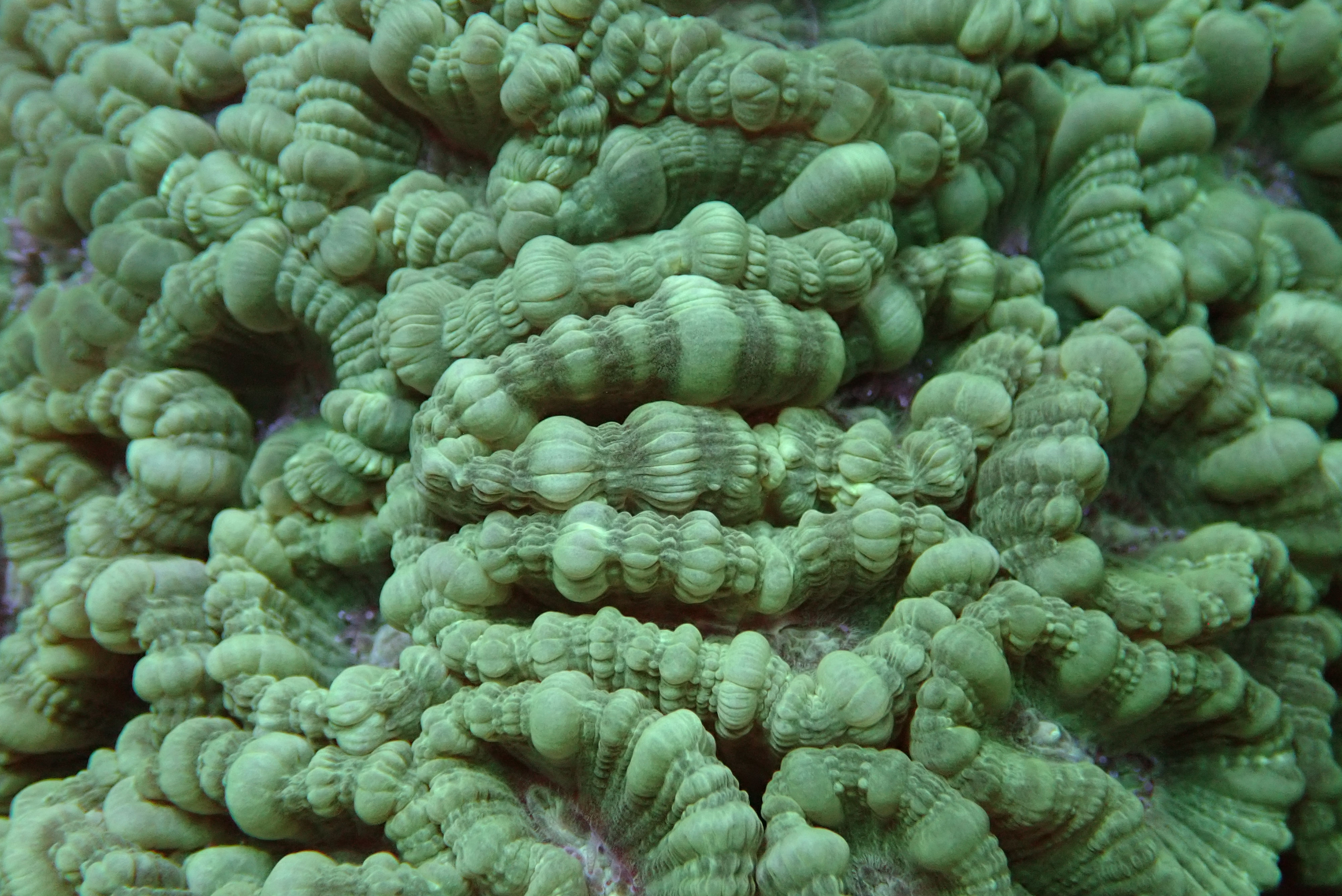 NEON TRUMPETS (Min Order 2 Heads) (LPS)