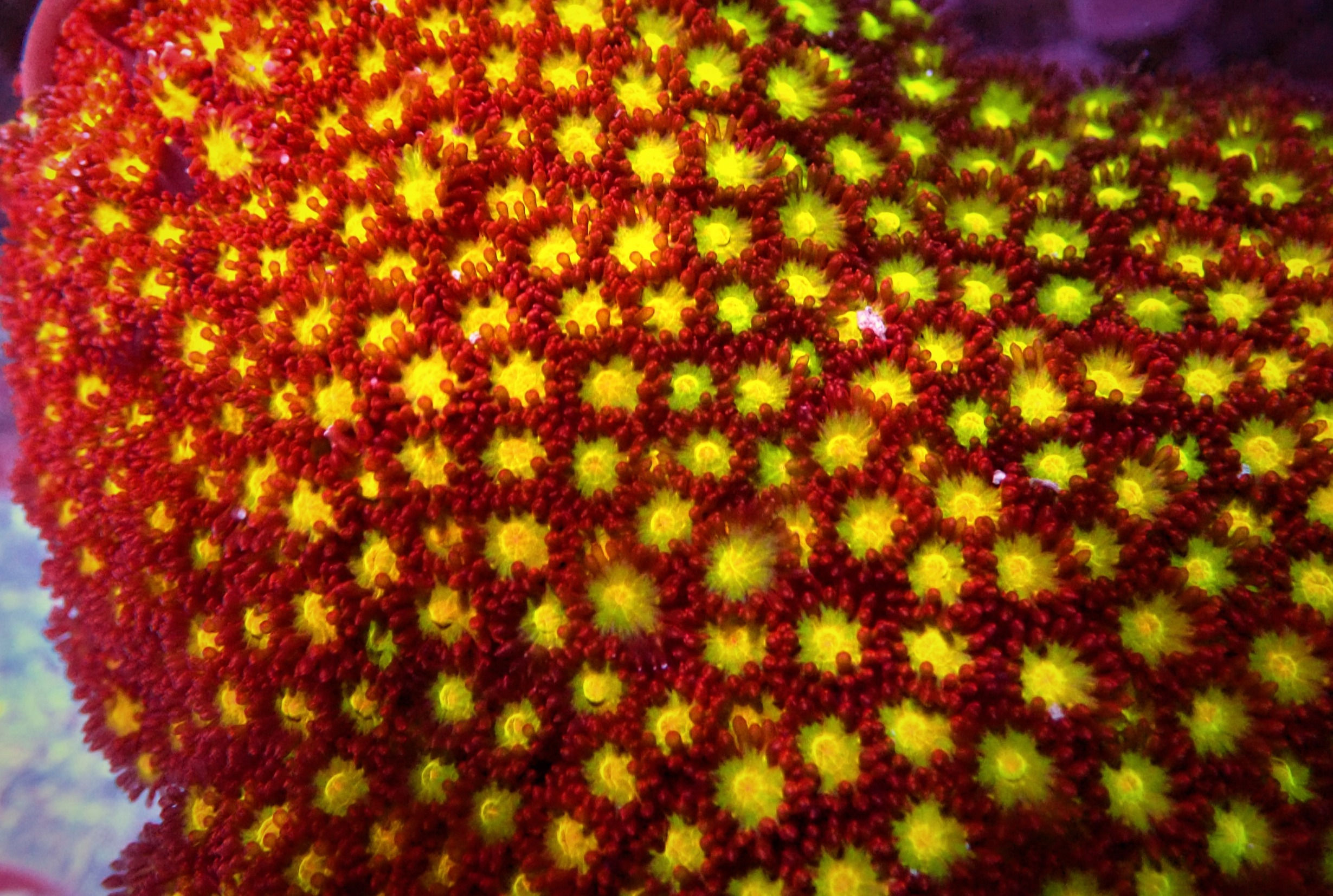 IRON MAN GONIPORA (LPS)