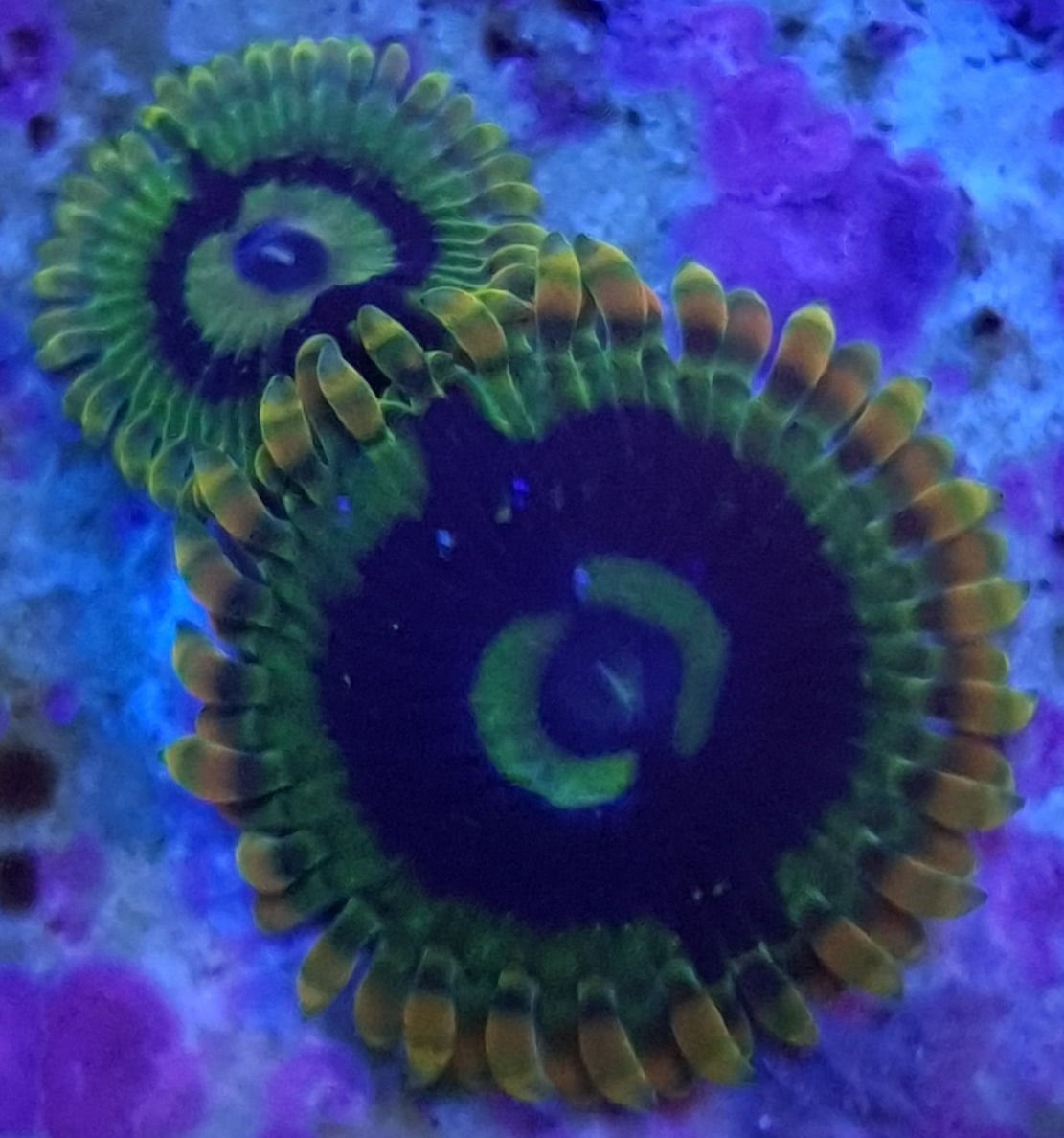 YODA (ZOA)