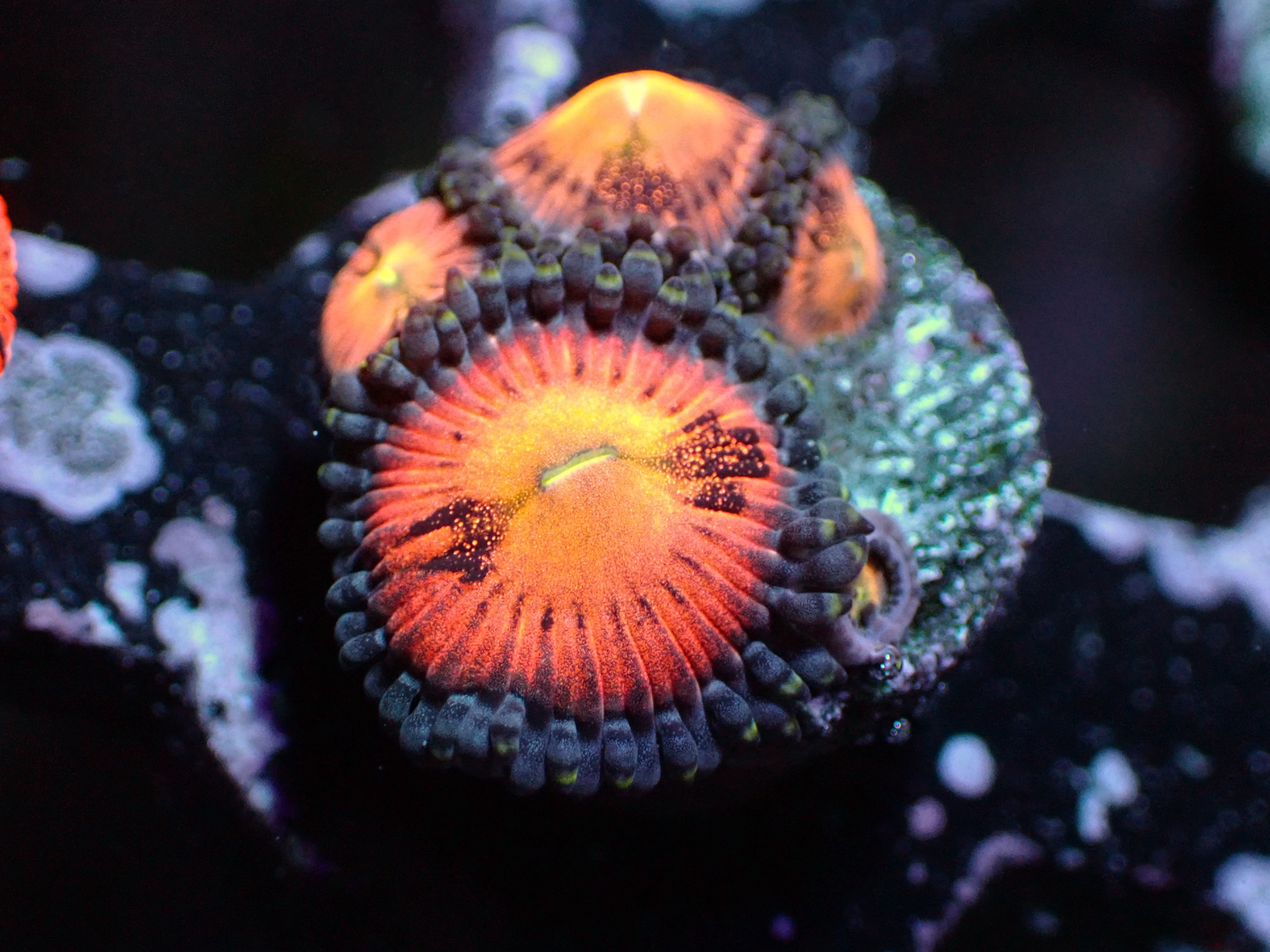 WYSIWYG - SAKURA SUNRISE (ZOAS)