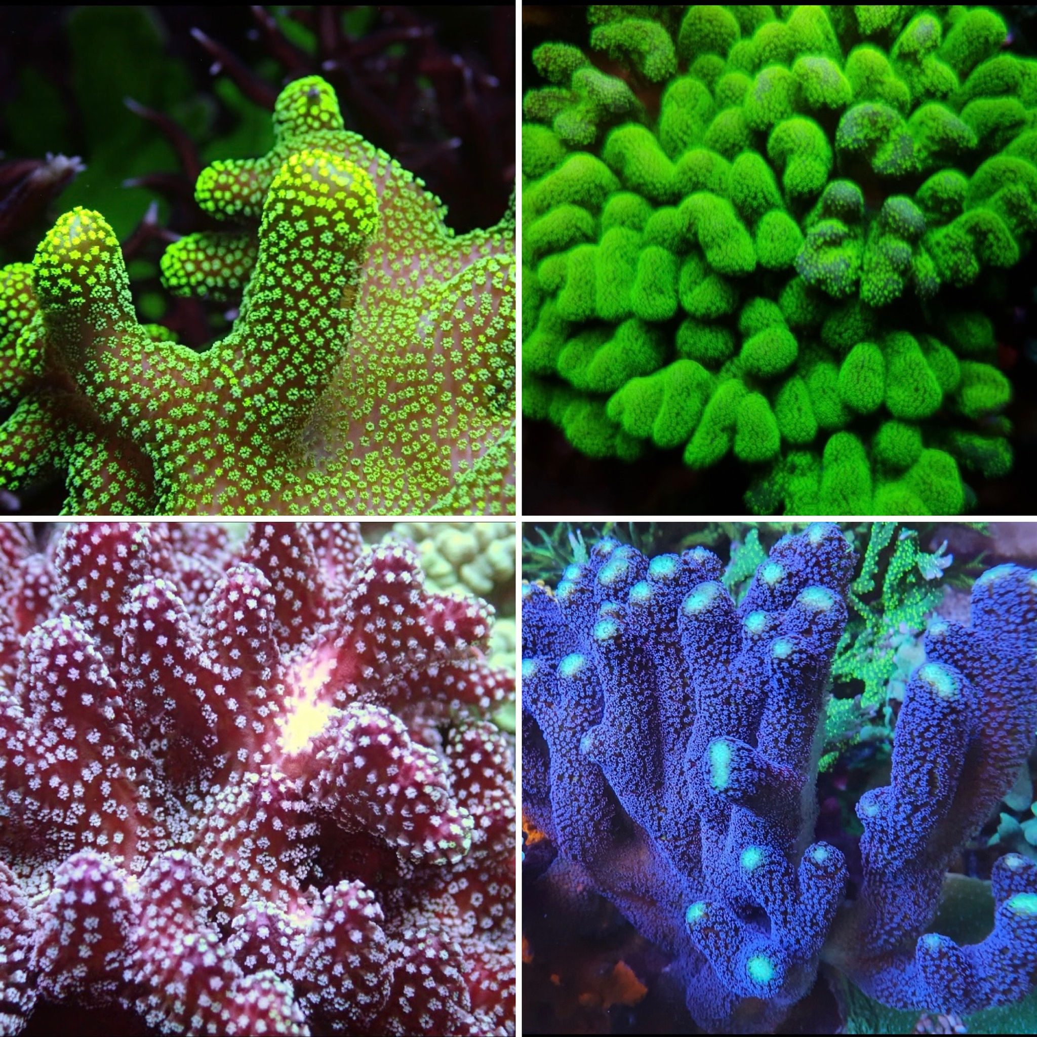 COCO'S STYLOPORA PACK (SPS)