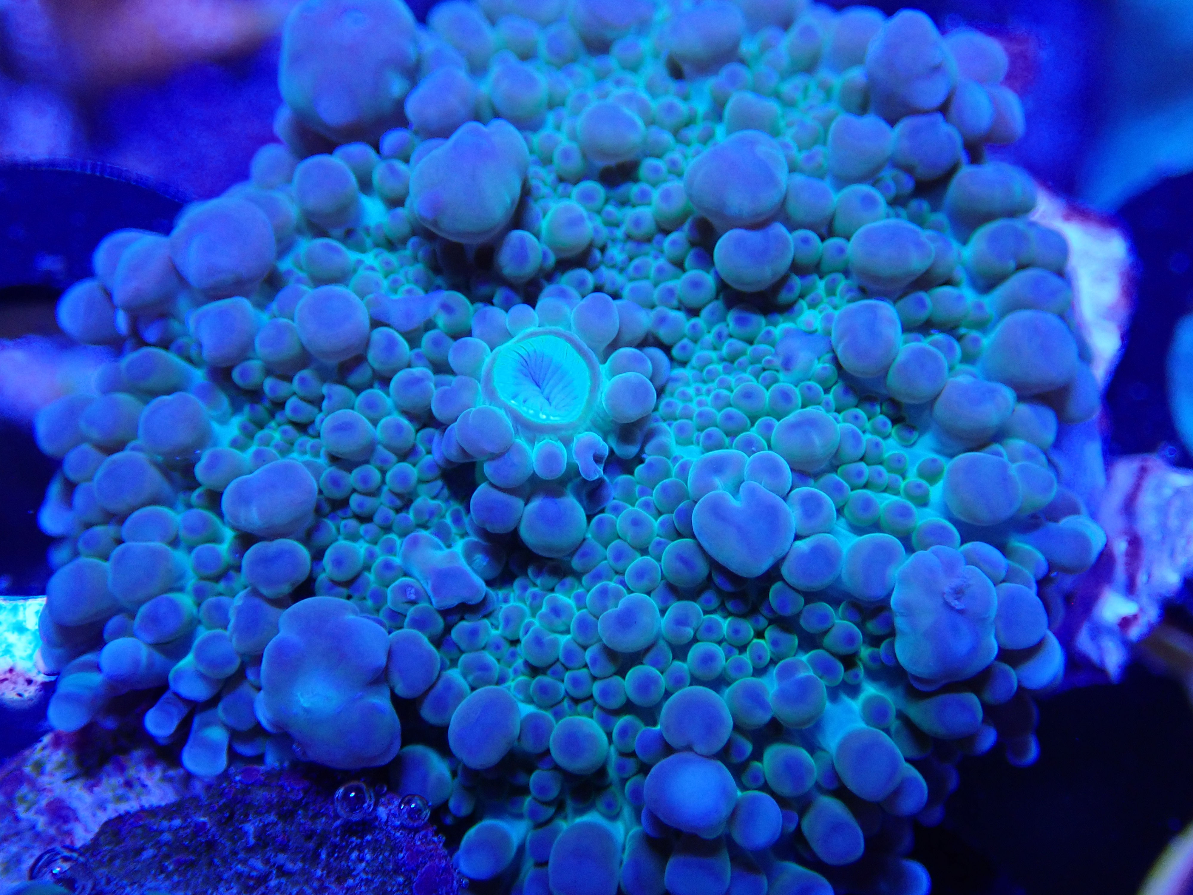 PURPLE YUMA (ZOA)