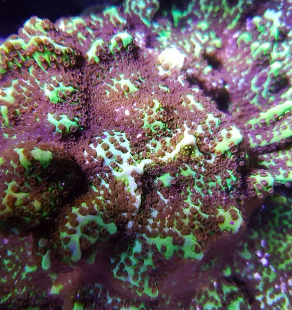MONTIPORA CONFUSA (SPS)
