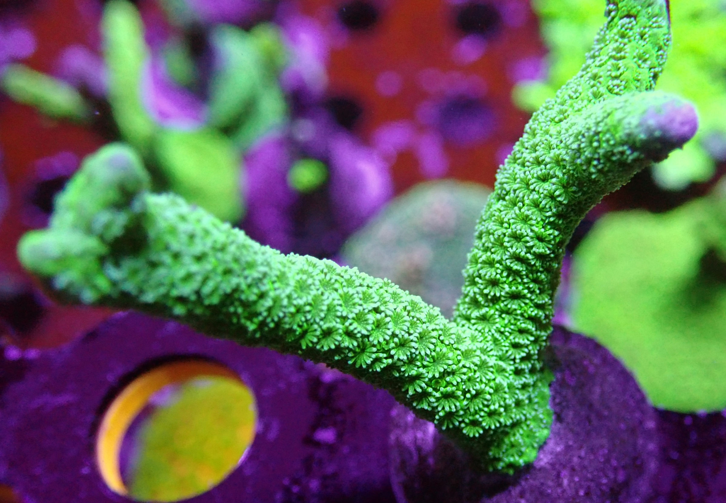 NEON GREEN DIGI (SPS)