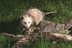 Young opossum foraging at night._edited.
