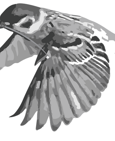 Spatz_gross_edited.png