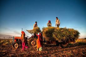Top 5 Profitable Crops for Small Farmers in India