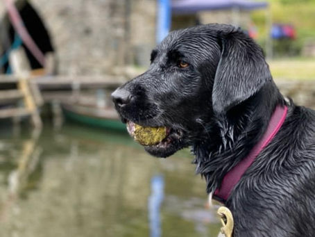 The Benefits of Dog Walking: A Win-Win for Dogs and Their Owners