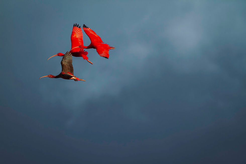 Dois guarás adultos, de penas vermelhas, voado ao lado de um juvenil ainda com penas pretas.