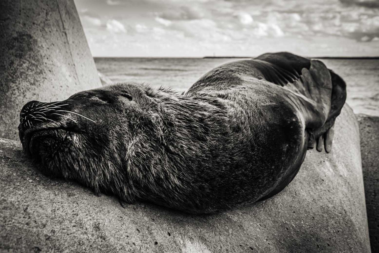 fotografia preto e branco horizontal