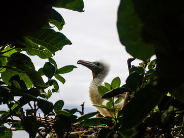 Filhote de fragata no ninho na Ilha do Castilho. Fotografia de Leandro Cagiano.