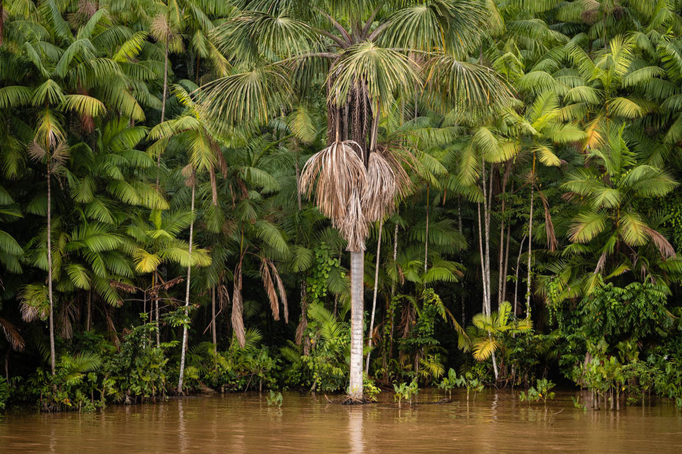 Floresta amazônica preenchida de palmeiras de açaí à beira do igarapé