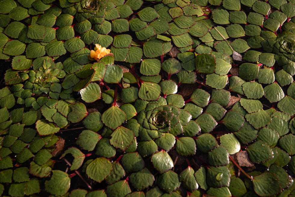 vegetação sobre o igarapé no rio Arapiuns, Santarém, Pará.