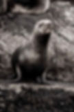 Fotografia vertical preto e branco de lobo marinho sobre a rocha