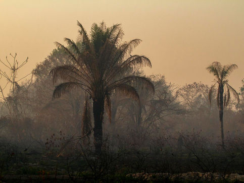 Vegetação queimada e atmosfera esfumaçada no Pantanal. Fotografia de Leandro Cagiano.