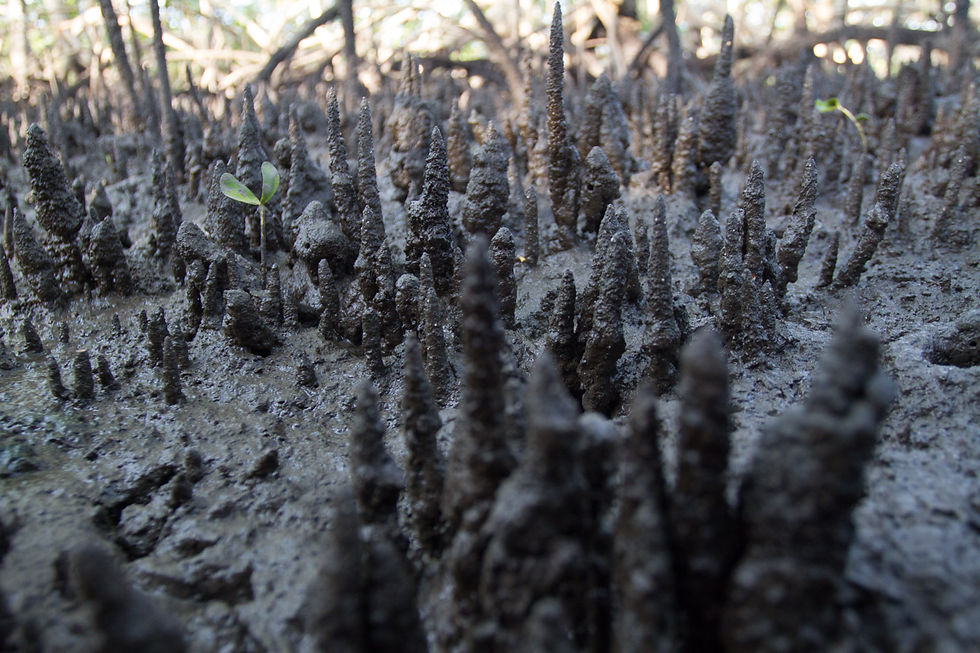 Mangrove pneumatophores exposed during low tide