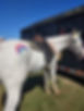 PaintedThemeHorse.jpg
