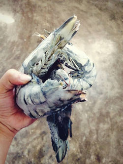 11005622_859014340825421_2053634753_n