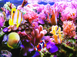 RAN SAN HO VINH HY copy