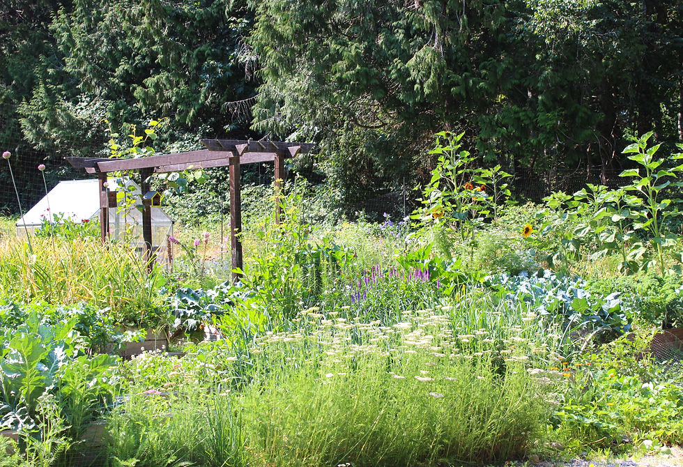 Front yard garden growing vegetables, sunflowers, white yarrow, kiwi fruit and many other flowers and vegetables. In summer when the sun is shining.