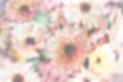 slow botanicals product background_edited.jpg