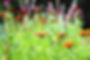 calendula flowers for good skin all natural.jpg