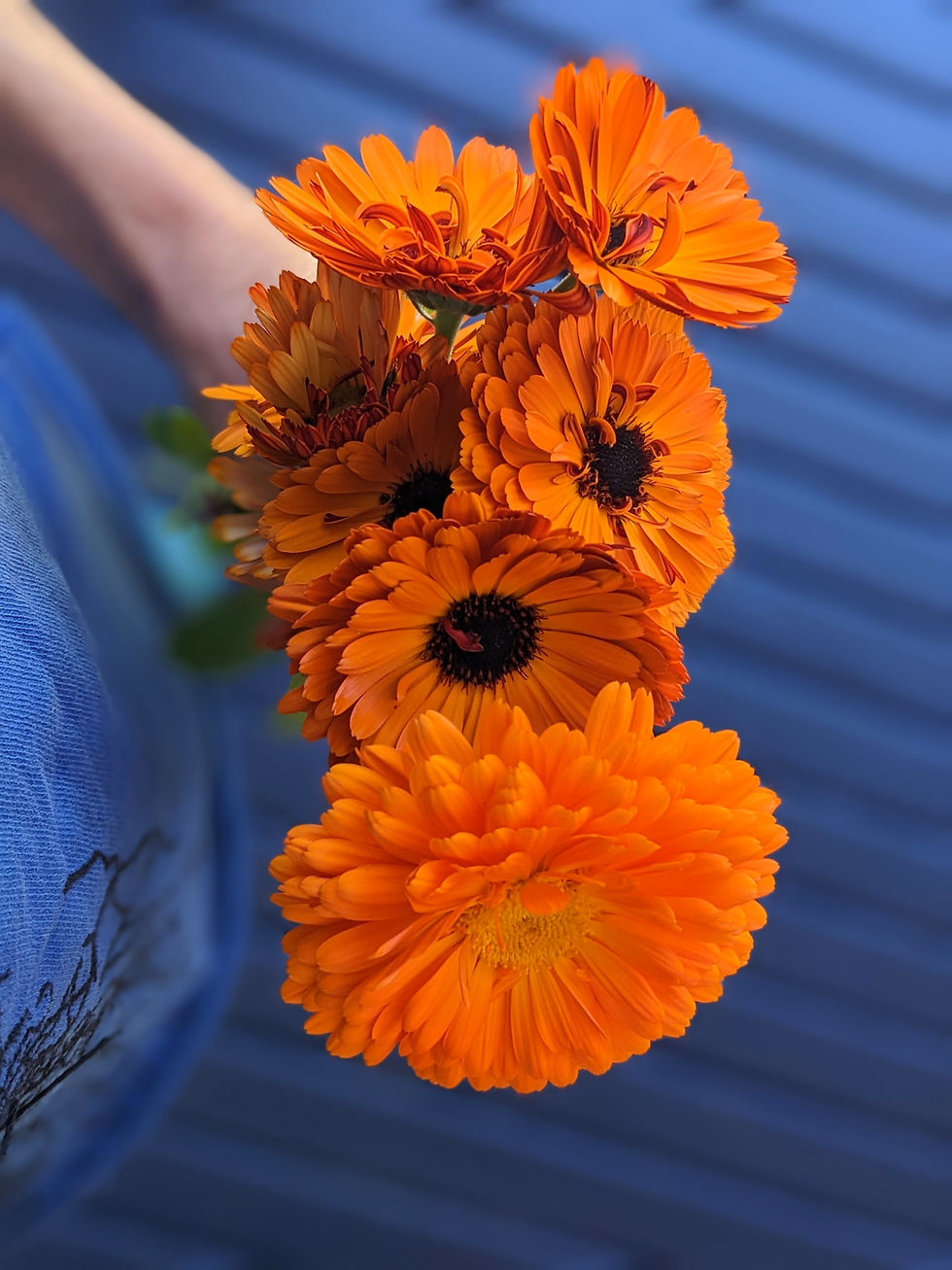 Thumbnail: Bouquet of bright orange calendula flowers against blue background. These calendula flowers are for calendula artisan soap.