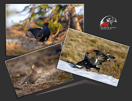 Birkhahn Fotografie, MH-Wildlifephoto, Österreich