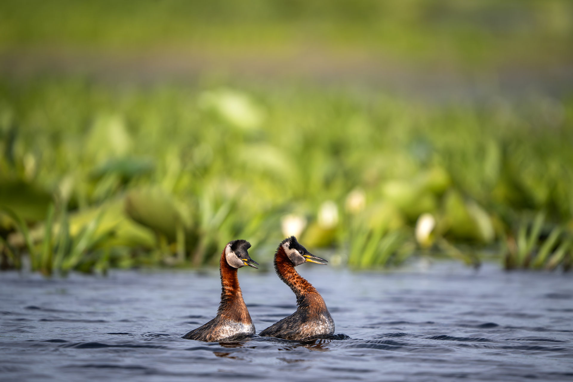 Donaudelta, Fotoreise, Rothalstaucher