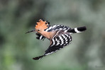 Scharf im Flug, Fotoworkshop, Vögel im Flug, 