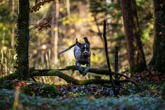 Hundeshooting für Jagdhunde, MH-Wildlifephoto, Manfred Hesch, Salzkammergut