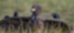 #Wilde Seeadler fotografieren # Manfred Hesch Fotografie