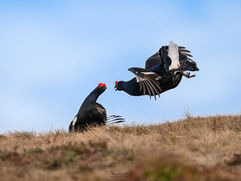Black grouse mating