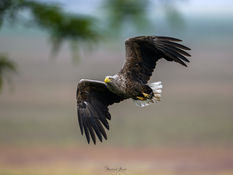 Vogelfotografie Ungarn, Kiskunság Nationalpark, Bienenfresser Fotografie, Nachtreiher Fotografie, Pirol Fotografie, Blauracken Fotografie, Bienenfresser Fotografie