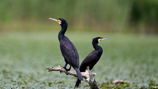 Kormoran, Donaudelta, Fotoreise